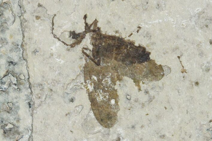 Fossil March Fly (Plecia) - Green River Formation #138496